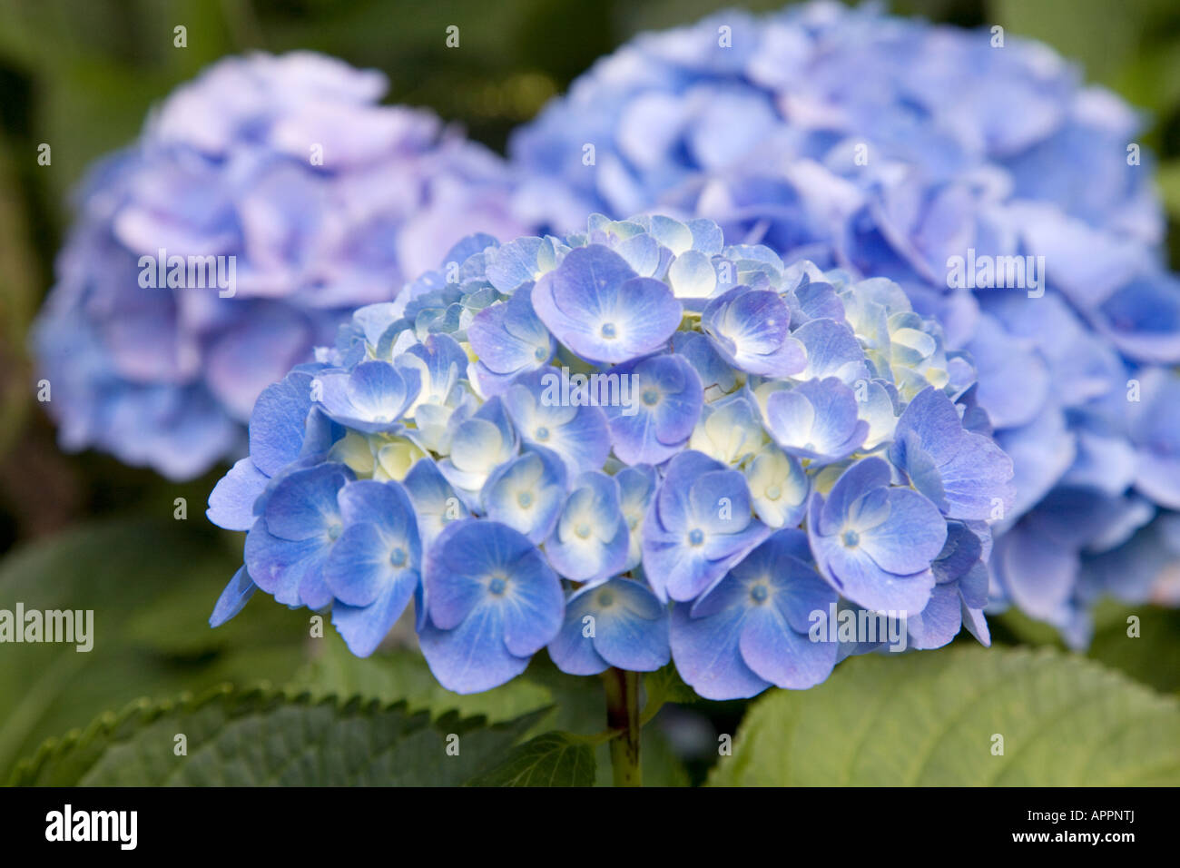 Blaue Hortensie hortensis Stockfoto
