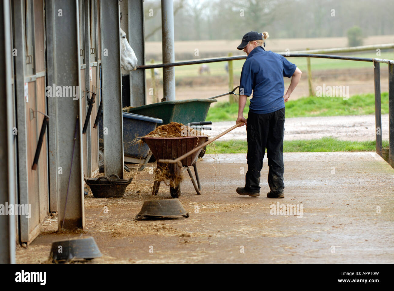 Eine stabile Arbeiter Bräutigam hand mucking am Morgen an einem großen Stallungen Reitanlage auf der Suche nach Pflege für Pferde Stockfoto