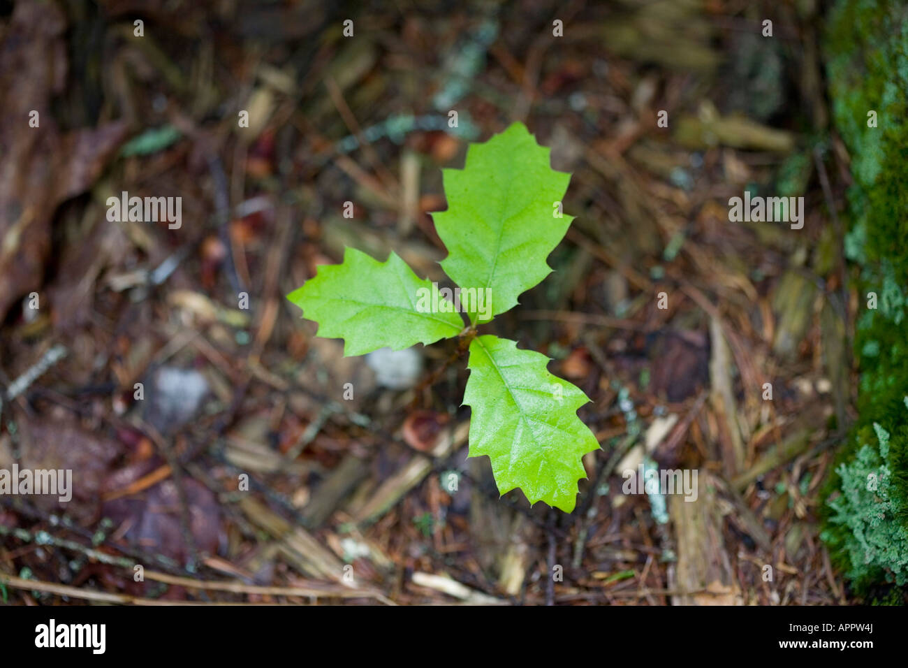 drei Blatt Sämling mit gezackten Rändern wächst auf Waldboden Stockfoto