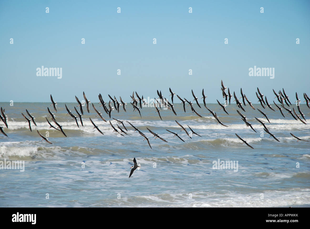 Herde des Vogelflugs Meer am Strand Stockfoto