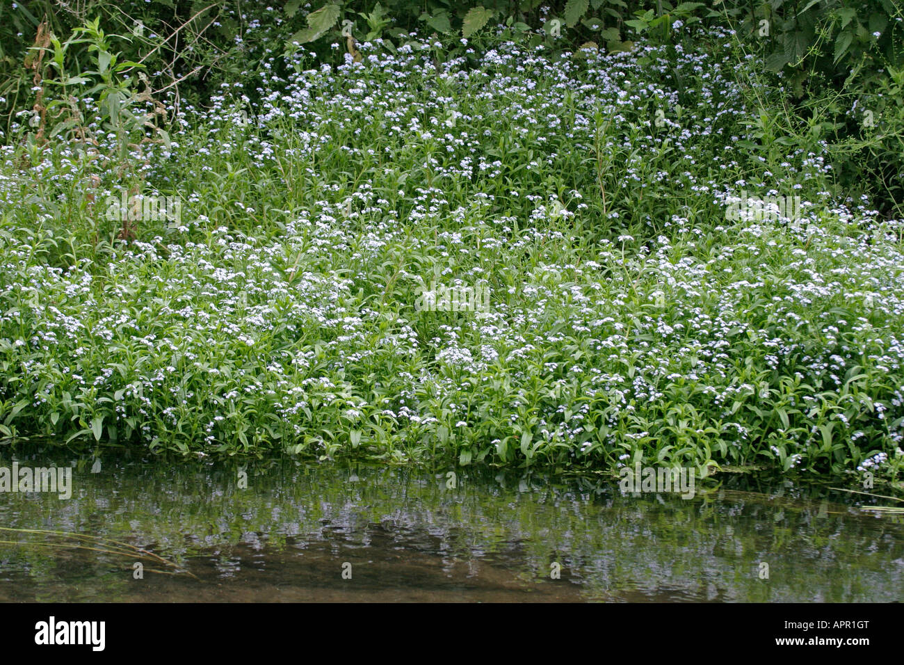 VERGIßMEINNNICHT WASSERPFLANZEN IN BLUME AM FLUSSUFER Stockfoto