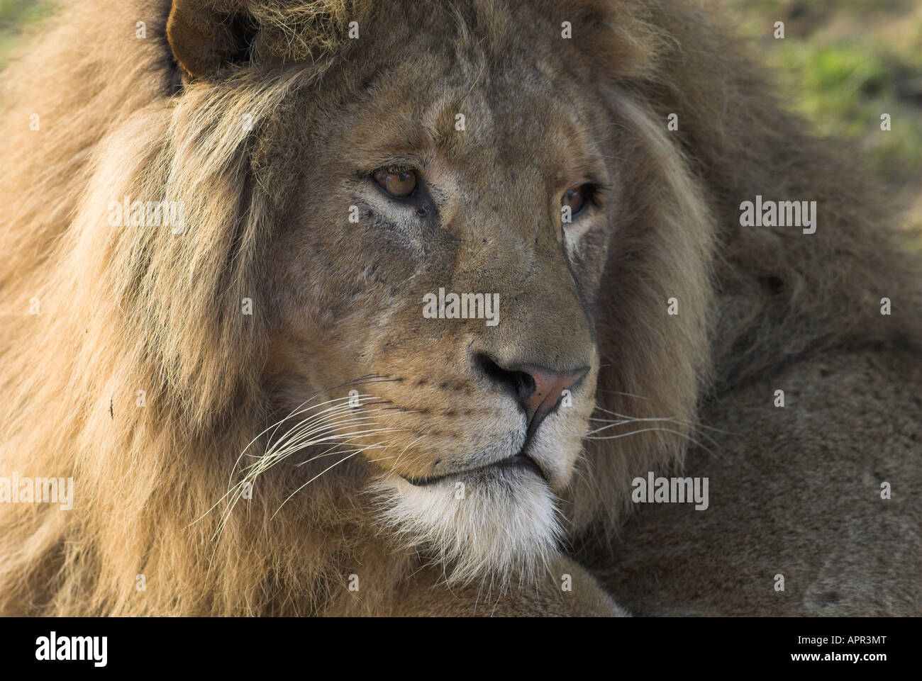 Männliche Löwen Nahaufnahme des Gesichts Stockfoto