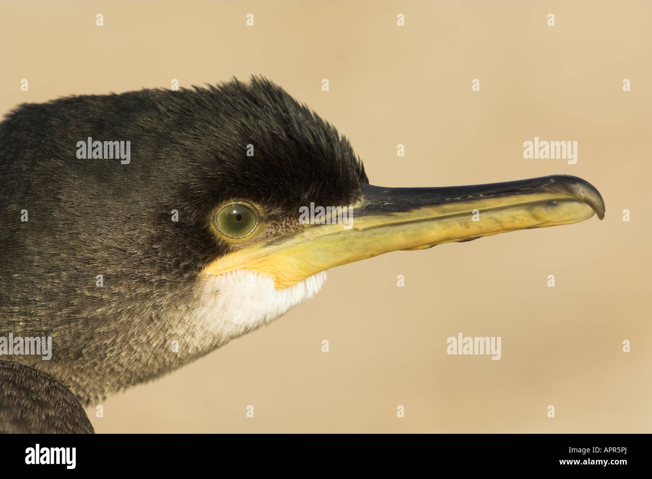Shag Phalacrocorax Carbo Nahaufnahme zeigt Kopf Detail North Norfolk Uk Januar Stockfoto