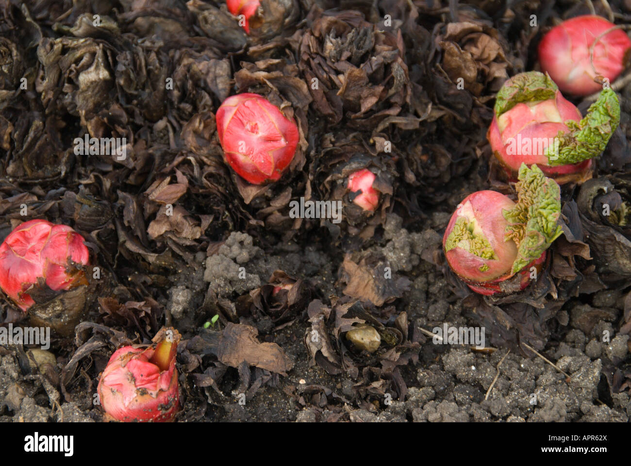 Rhabarber Rosenkohl rot mit neuen grünen Blättern auf einem organischen Schrebergarten. Stockfoto