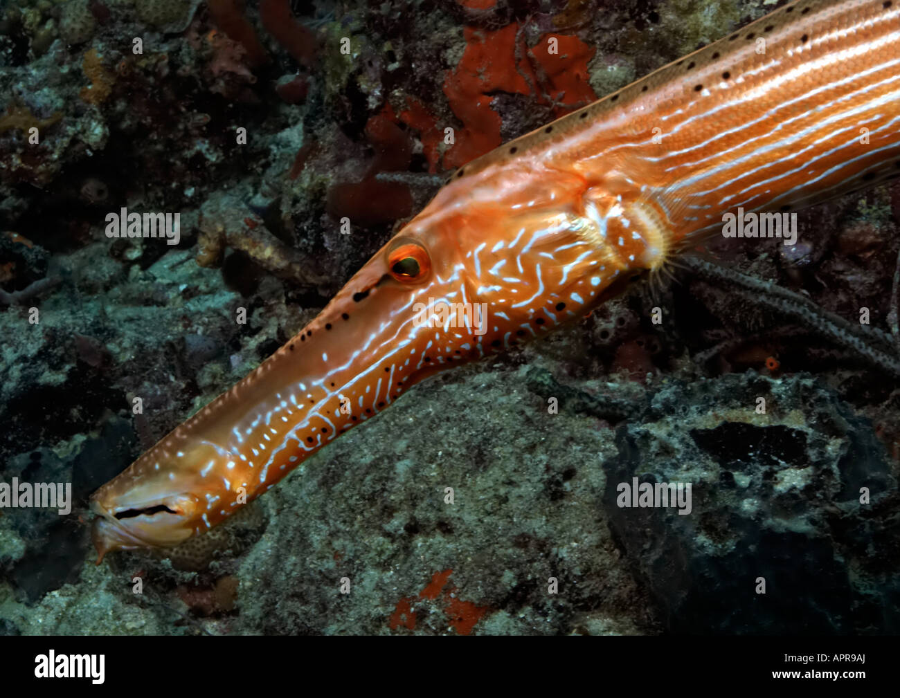 Kopfschuss des langen Körper Trumpetfish gefunden Patrouille die Riffen in der Nähe von Boynton Beach, Florida. Stockfoto