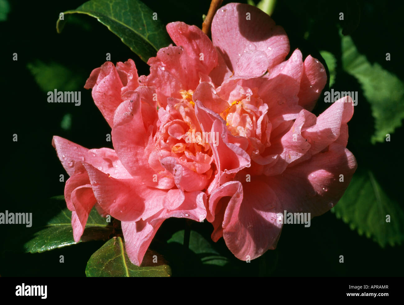 Kamelie Pfirsich-Rosa Rüschen-Regen Tropfen verdampfen unter Sonnenstrahlen Stockfoto