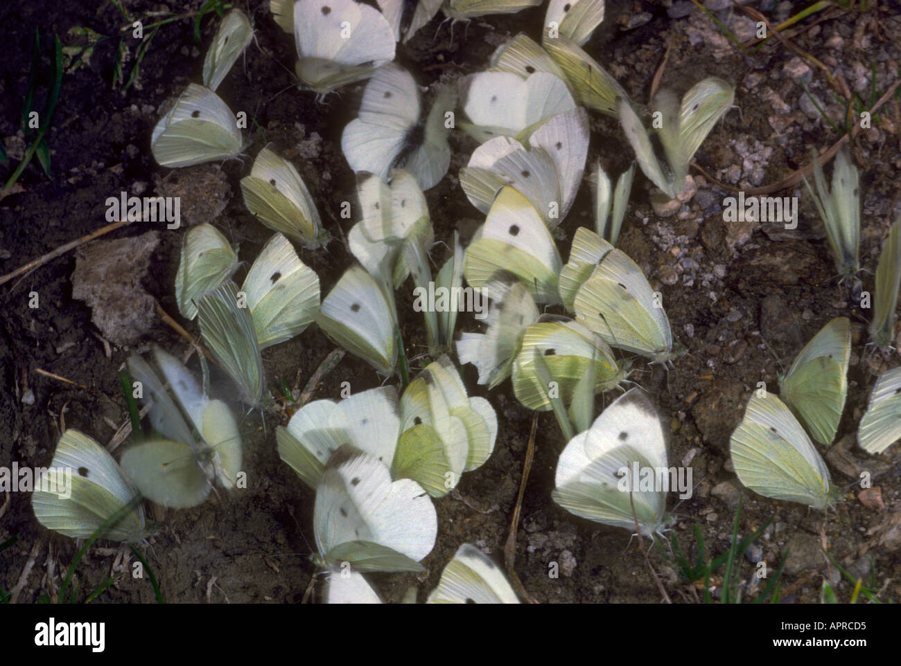 Große weiße Schmetterlinge, Pieris Brasicae. Gruppe auf Boden Stockfoto