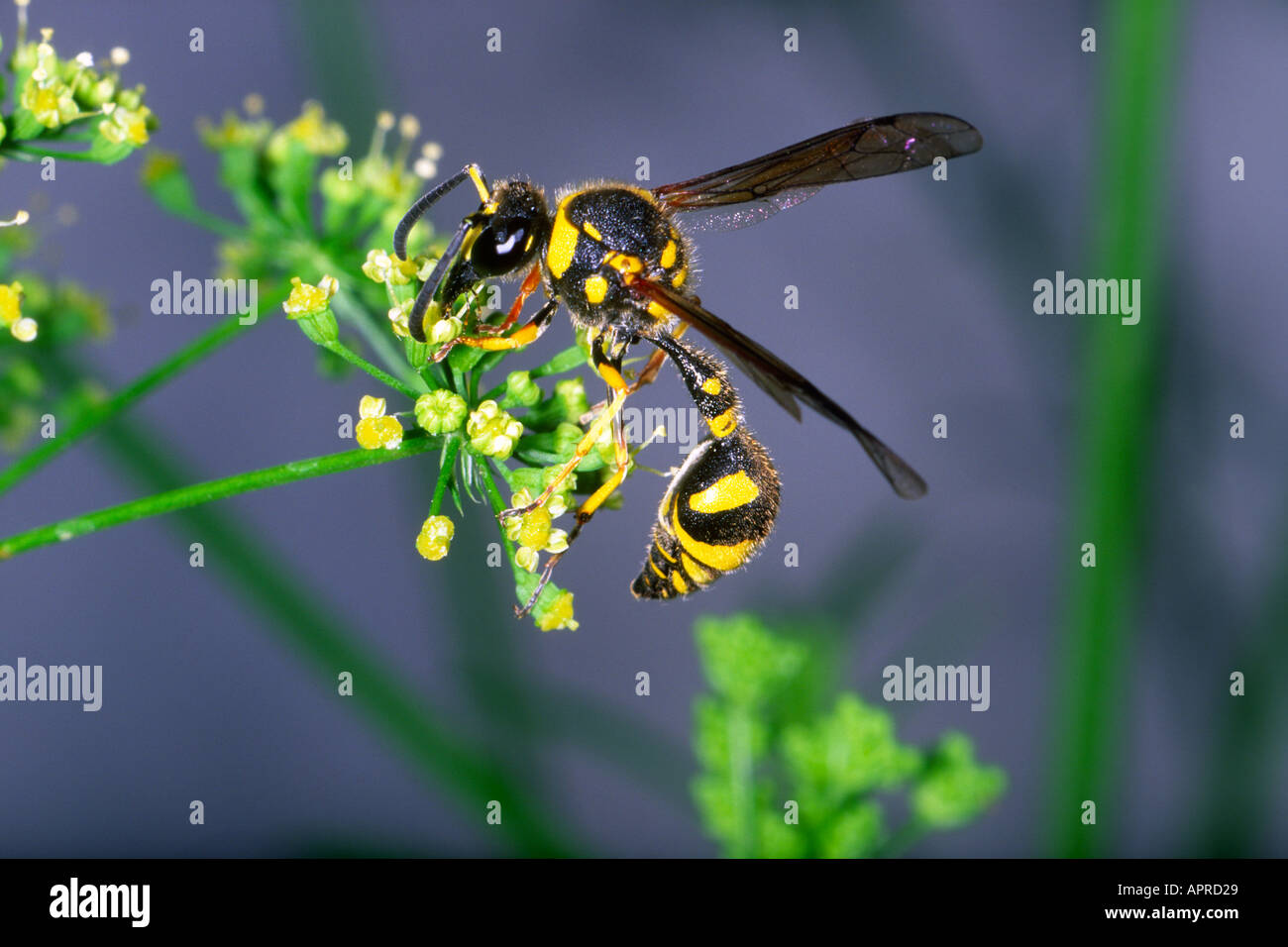 Gesundheit Potter Wasp, Eumenes coarctatus. Die Fütterung von Blüten Stockfoto