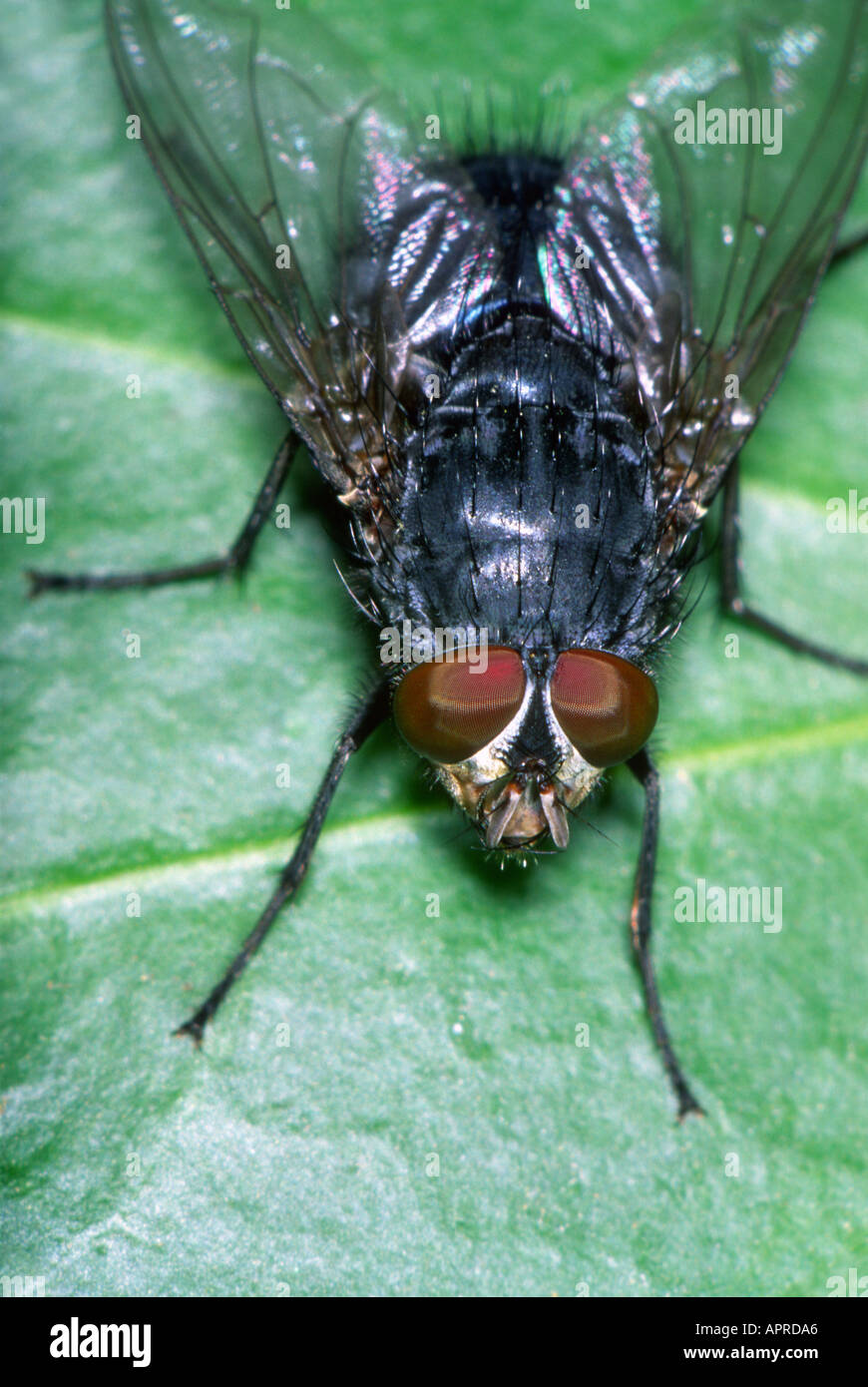 SchlagFly, Familie Calliphoridae. Auf Blatt. Ansicht von oben