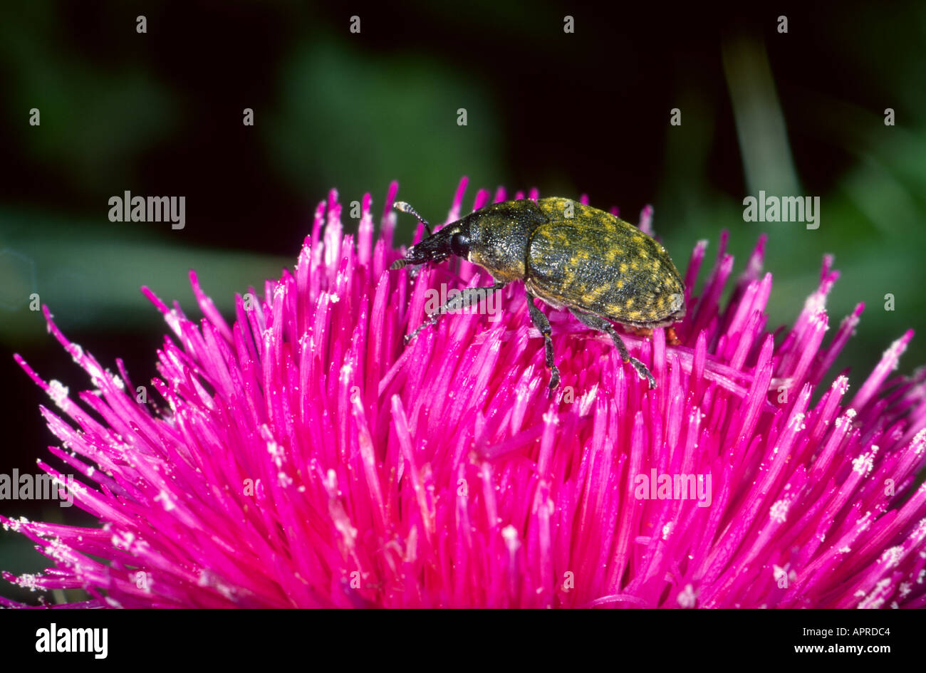 Rüsselkäfer, Familie Curculionidae. Auf Blume Stockfoto