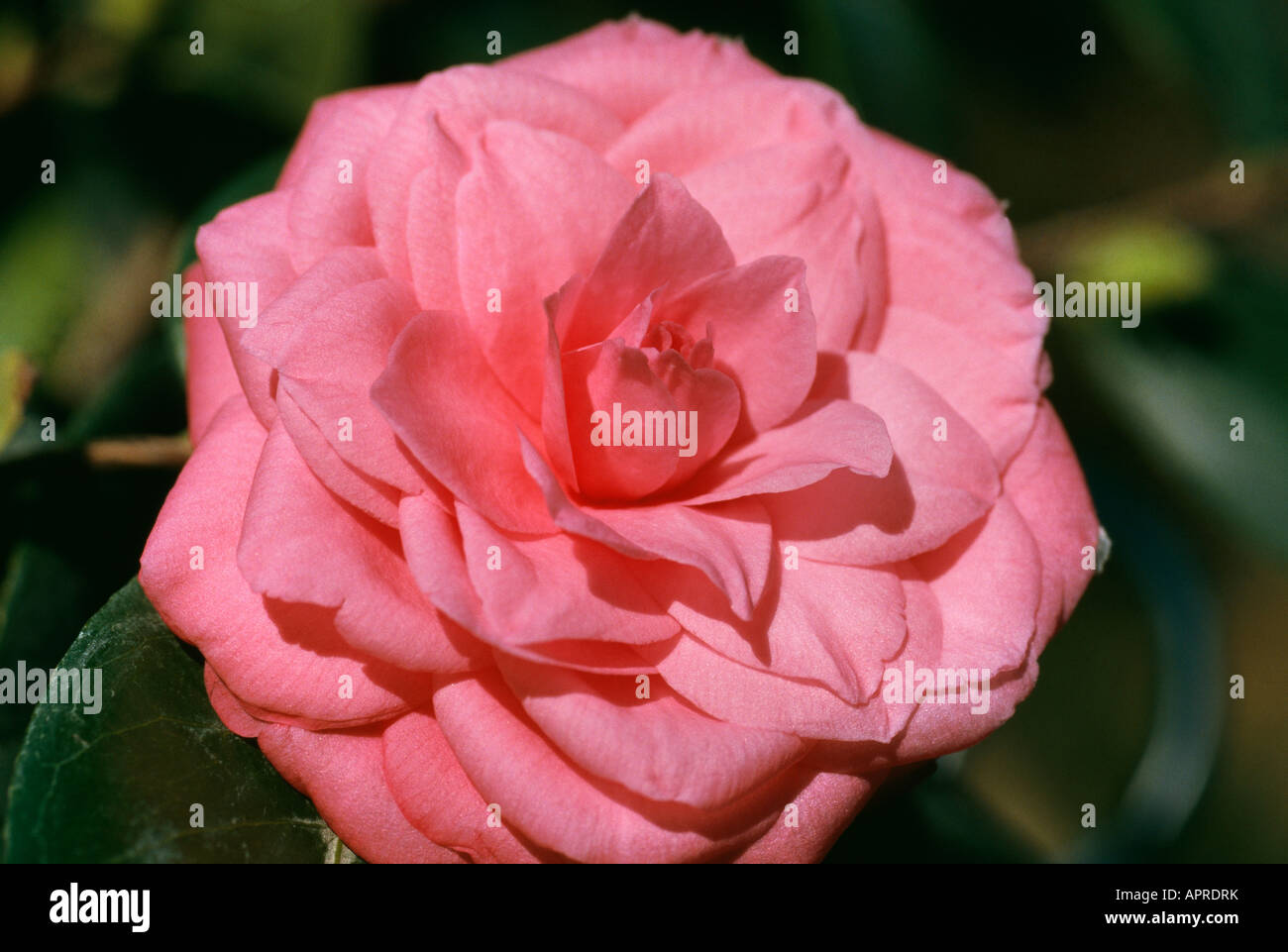 Kamelie rosa anspruchsvolle elegant verfeinert Stockfoto