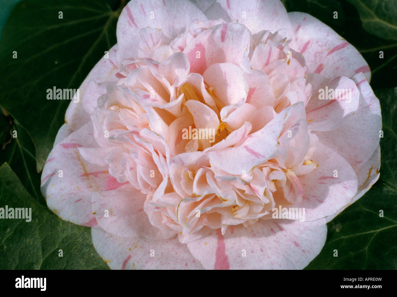 Kamelie zart rosa mit Rüschen lila rosa Adern doppelt ausgereifte raffinierte attraktive Rüschen Stockfoto