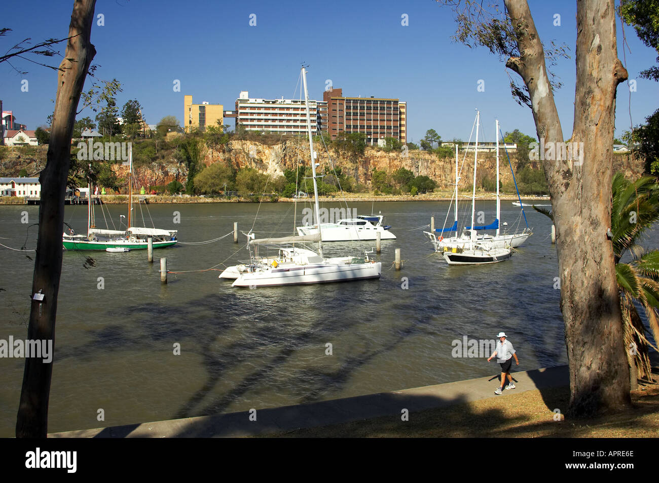 City Botanic Gardens Uferpromenade und Yachten Brisbane River Brisbane Queensland-Australien Stockfoto