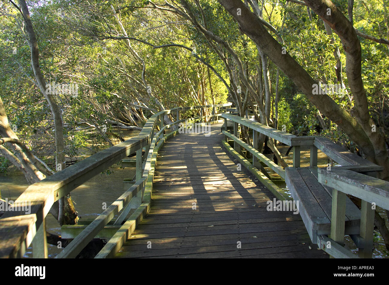 Mangroven Boardwalk City Botanic Gardens Brisbane Queensland Australien Stockfoto