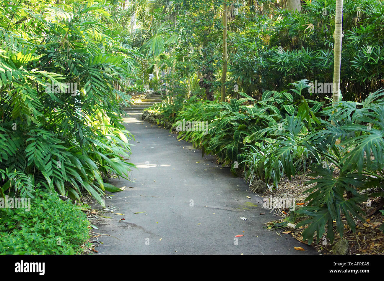 Regenwald Weg City Botanic Gardens Brisbane Queensland Australien Stockfoto