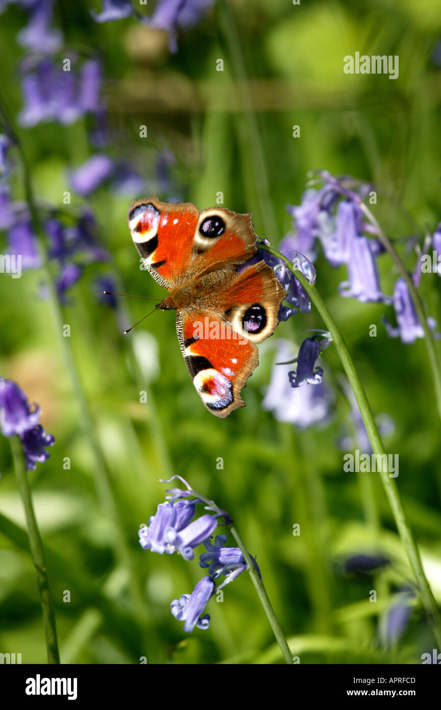Glockenblumen Schmetterling Stockfoto