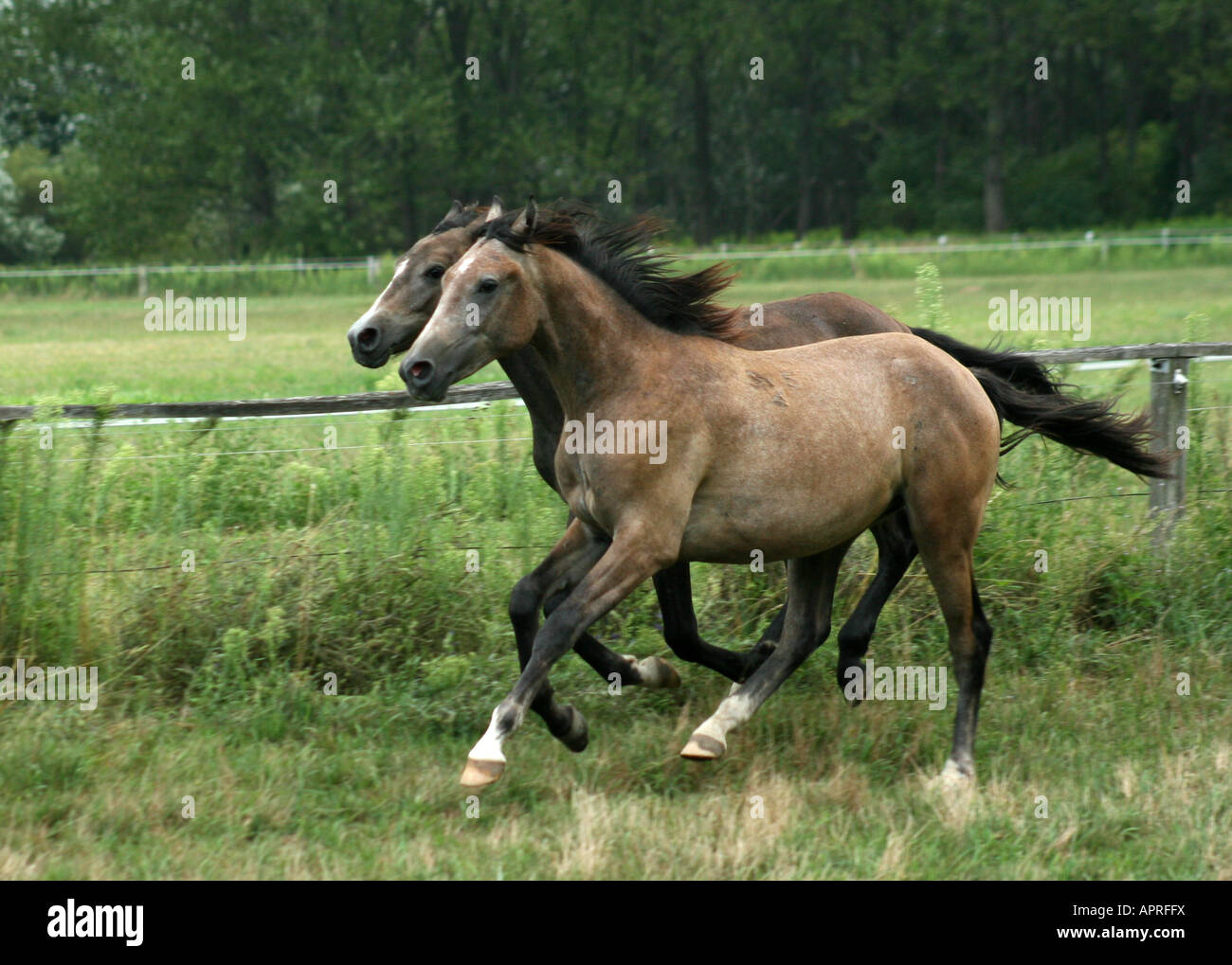 ein paar der arabischen Pferde, die entlang dem Zaun Stockfoto