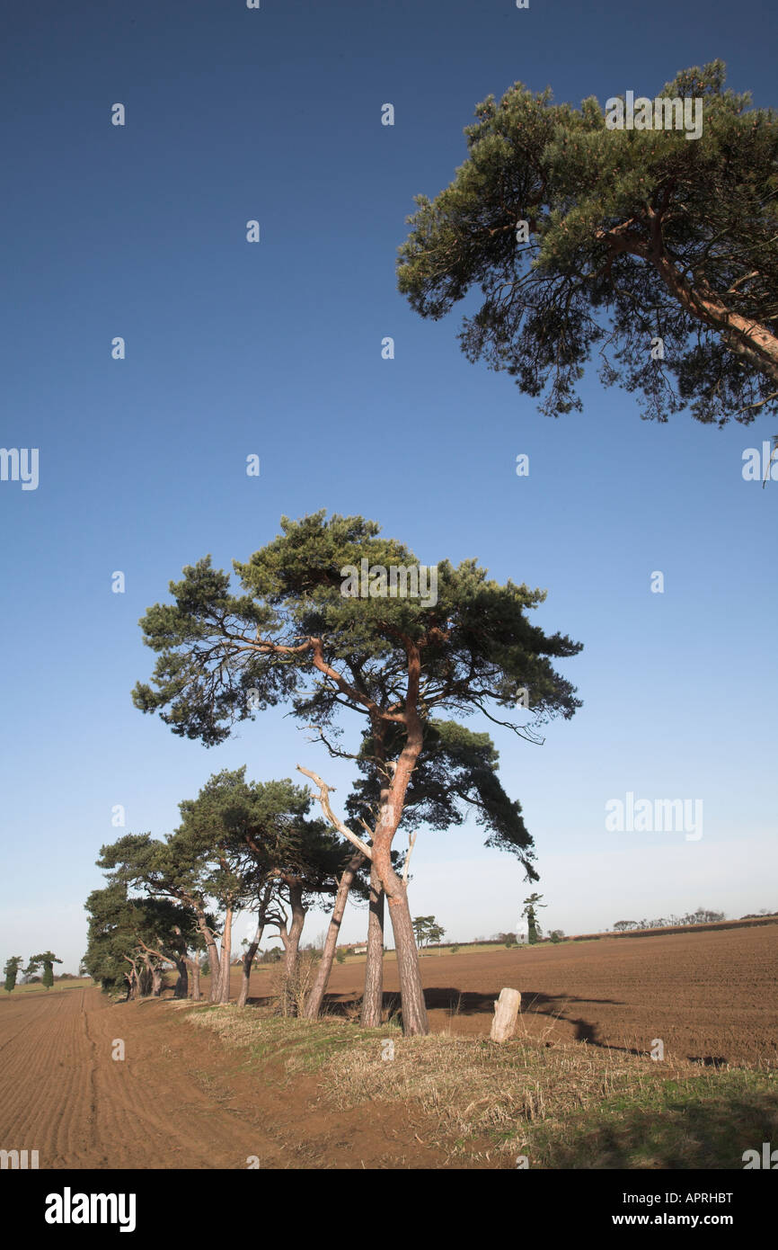Föhren Bäume uralte Feldgrenze im sandigen Boden des Suffolk Sandlings, Butley, Suffolk, England Stockfoto