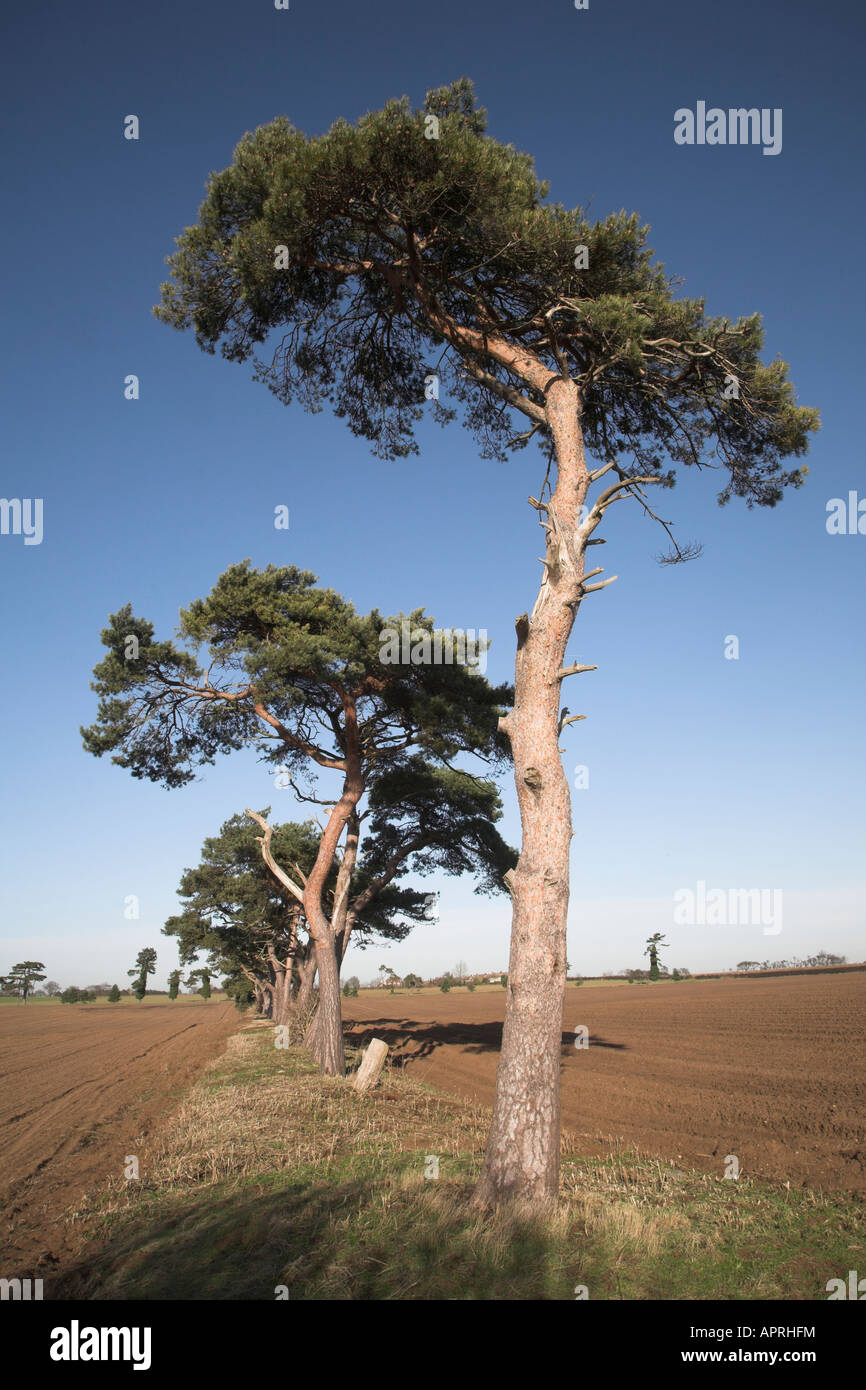 Föhren Bäume uralte Feldgrenze im sandigen Boden des Suffolk Sandlings, Butley, Suffolk, England Stockfoto
