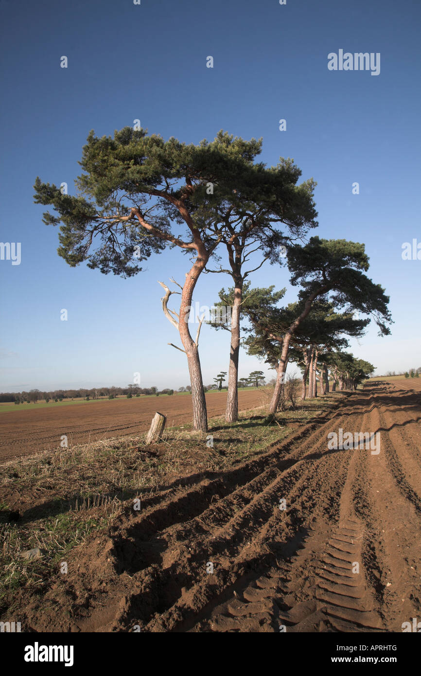 Föhren Bäume uralte Feldgrenze im sandigen Boden des Suffolk Sandlings, Butley, Suffolk, England Stockfoto