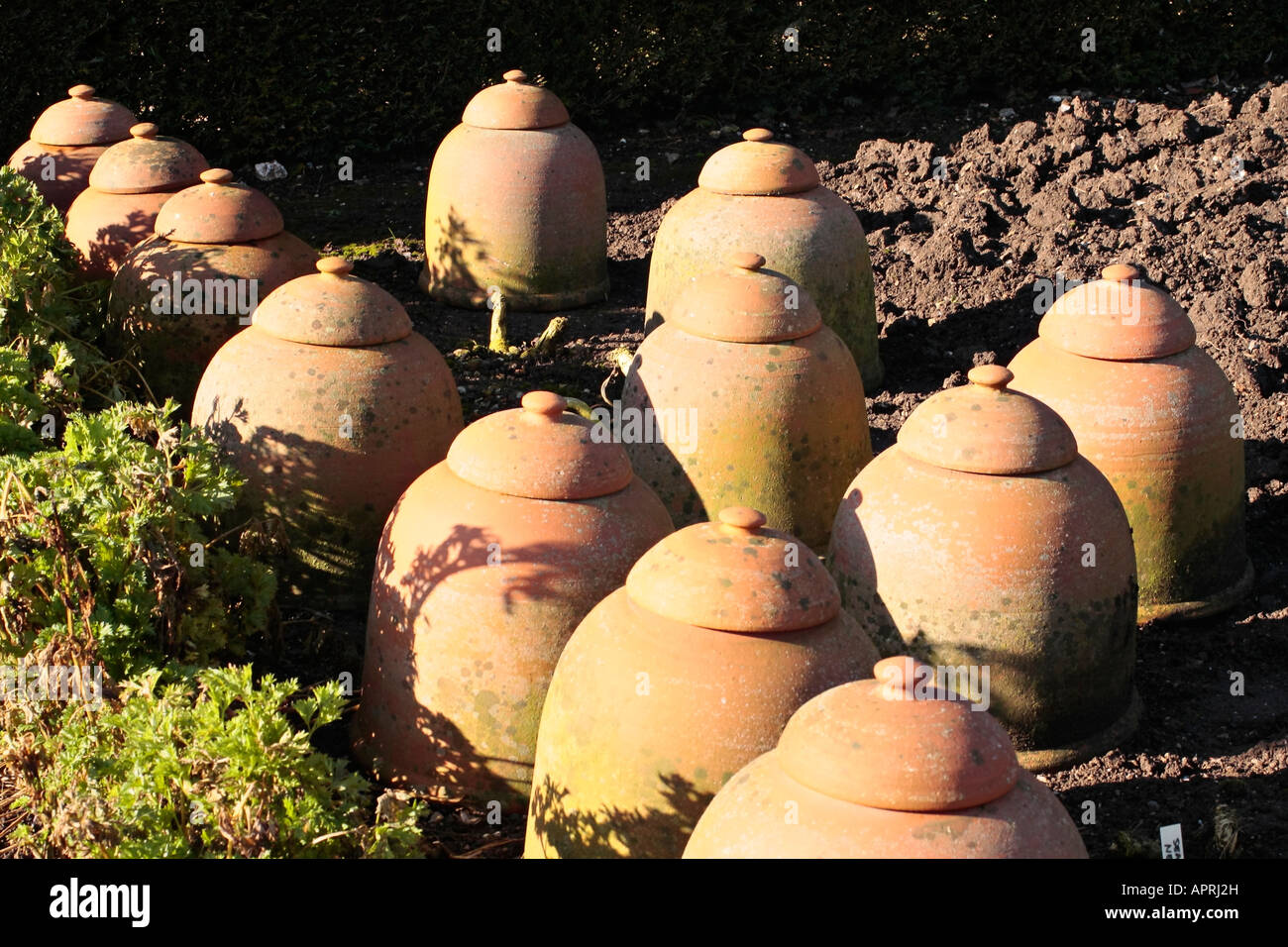 Sammlung von Terrakotta-Pflanzenzügen im Garten bei Wintersonne, Sussex, England, Großbritannien Stockfoto