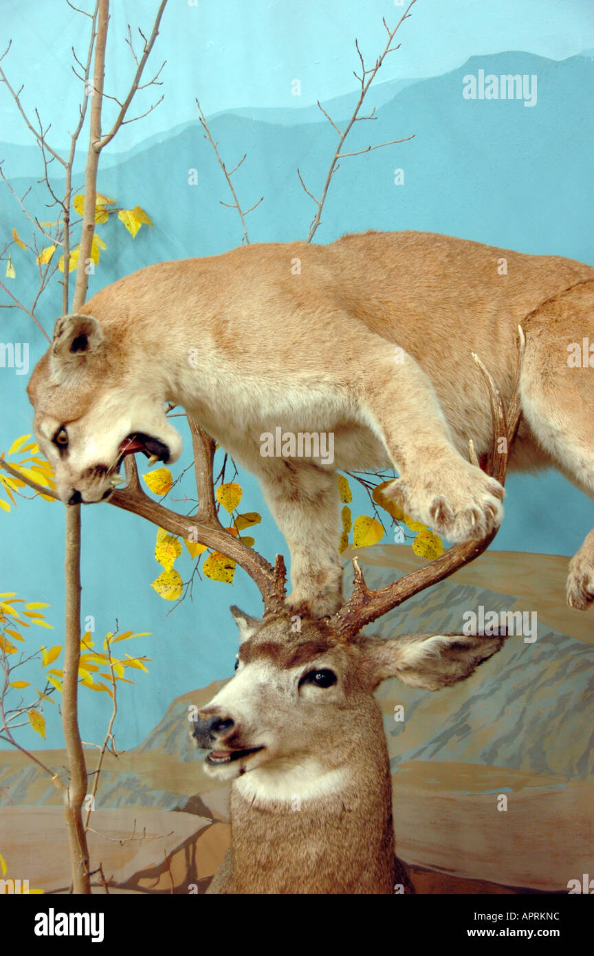 Berglöwe Puma und Rocky Mountain Mule Deer Utah Stockfoto