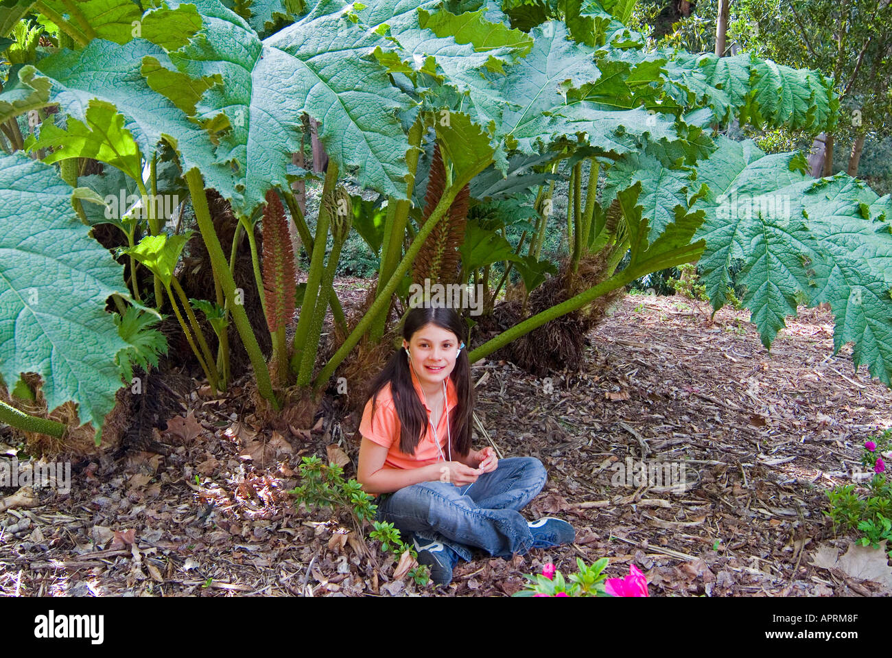 Kind sitzt unter den großen Blättern der Pflanze Gunnera fehlt Stockfoto
