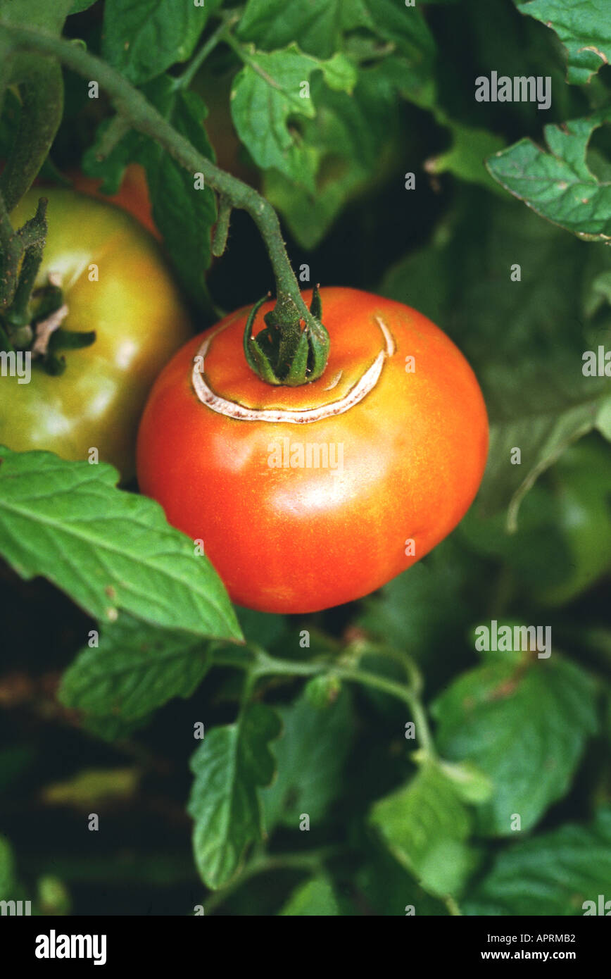 Eine Tomate, die Anzeichen von Blütenendfäule zeigt, die durch einen Kalziummangel und über- oder unregelmäßiges Gießen verursacht wurde Stockfoto