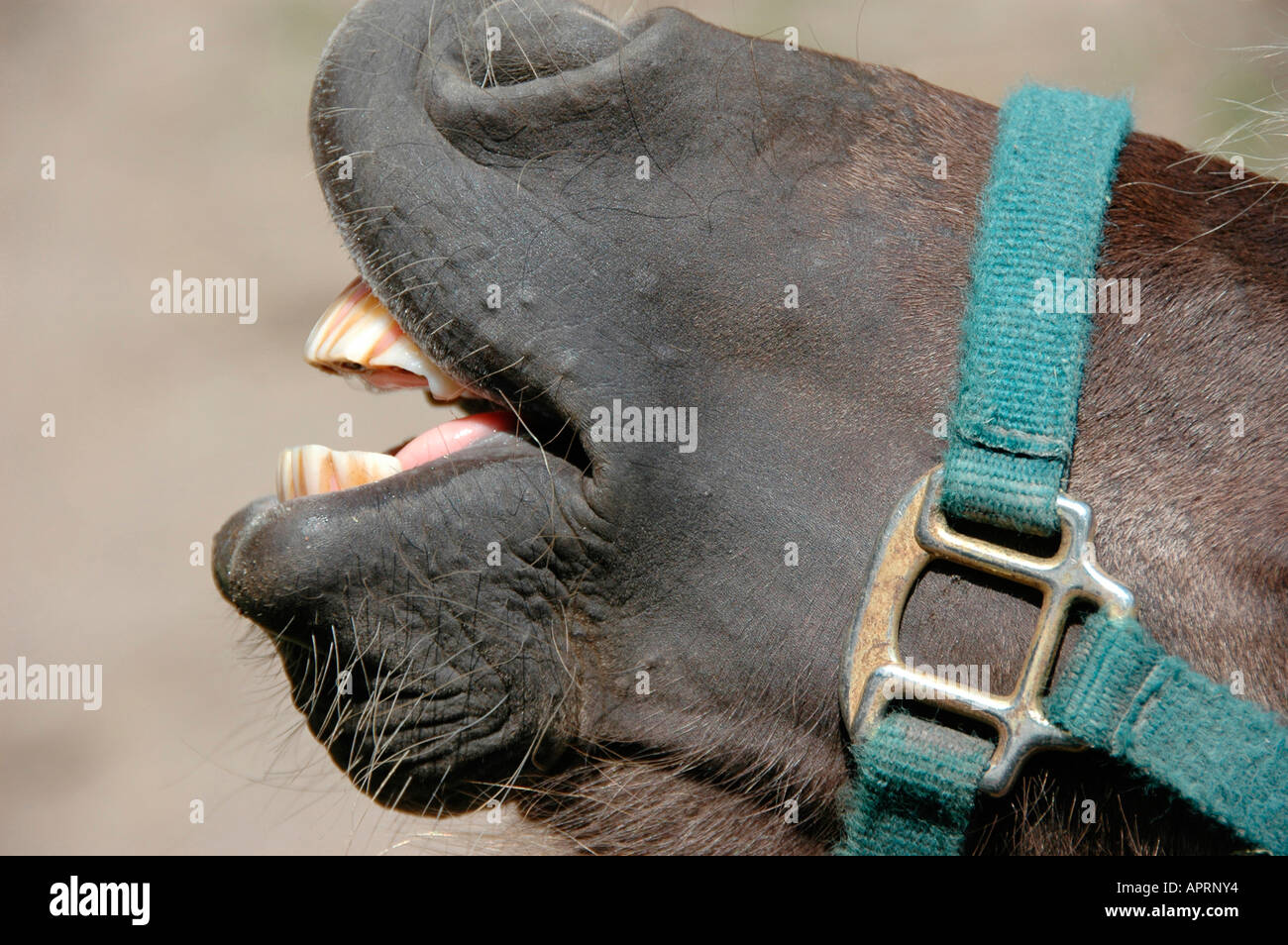 Lächelnd Horse Pony mit schmutzigen Zähne und Halfter für Kids zu fahren und da es wenig kleine ältere genießen Stockfoto