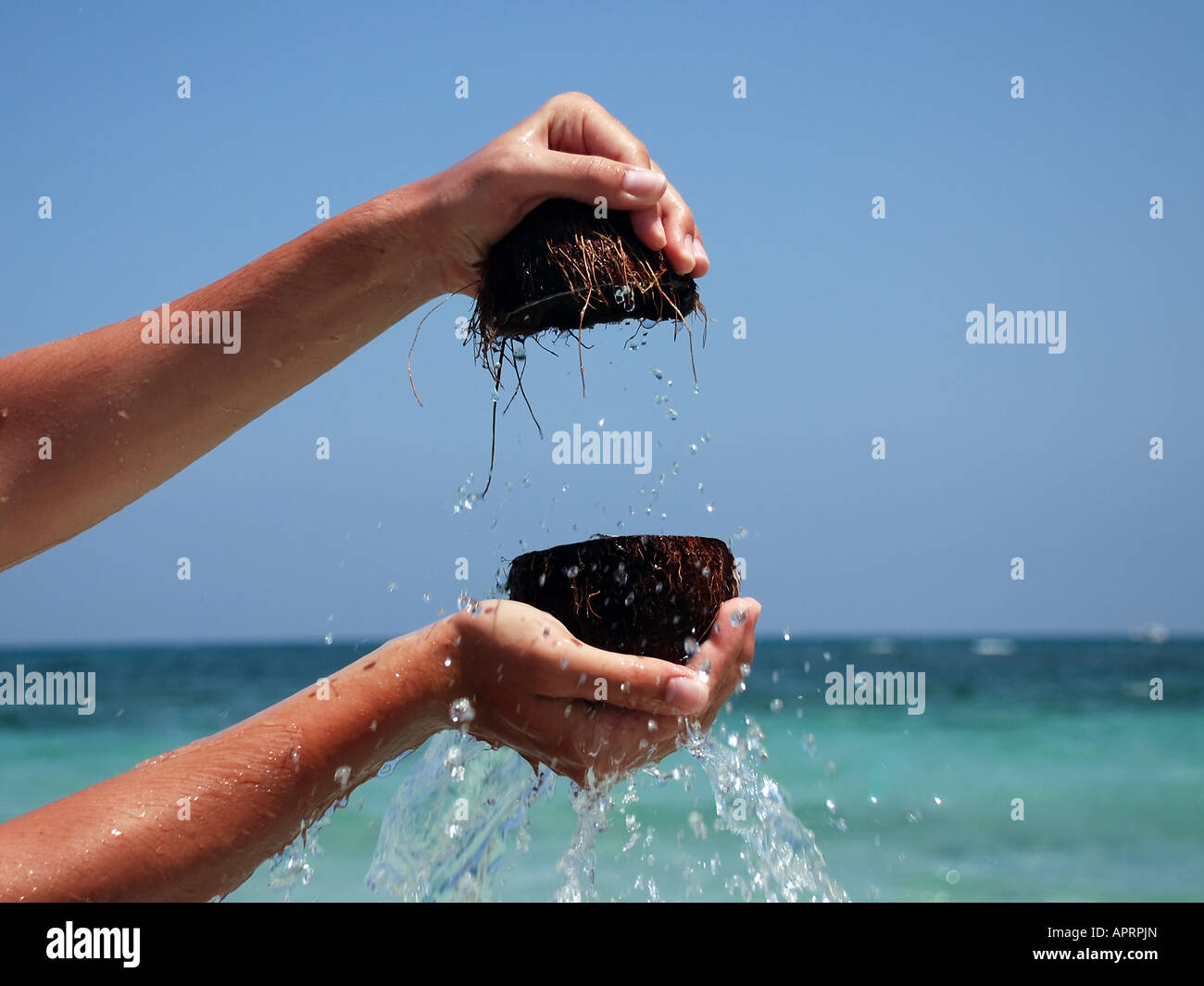 Öffnen Sie Kokosnüsse und Kokos fließt ins Meer Stockfoto