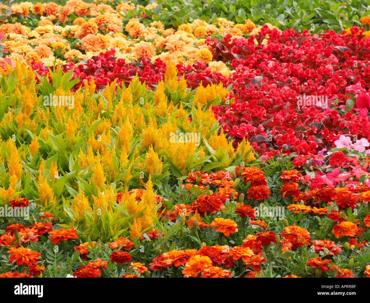 Tatton Blume zeigen traditionelle Rat bunte Sommerblumen einschließlich Celosia beschäftigt Sexplosion und Tagetes Pflanzen Stockfoto
