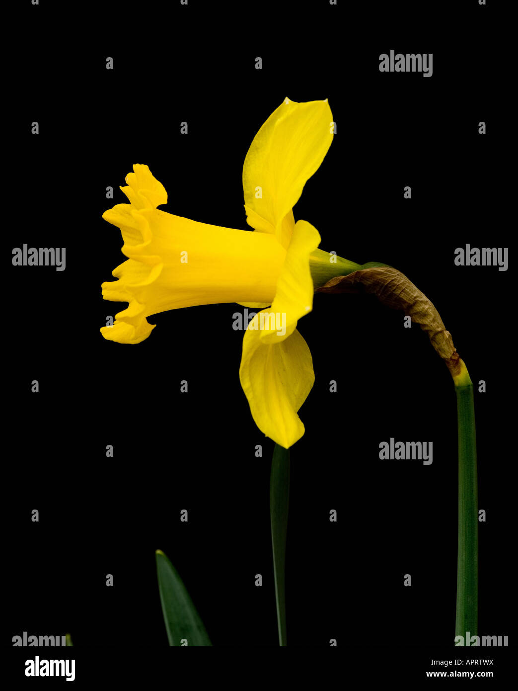 Blüten von Frühjahr 2007 Narzisse Stockfoto