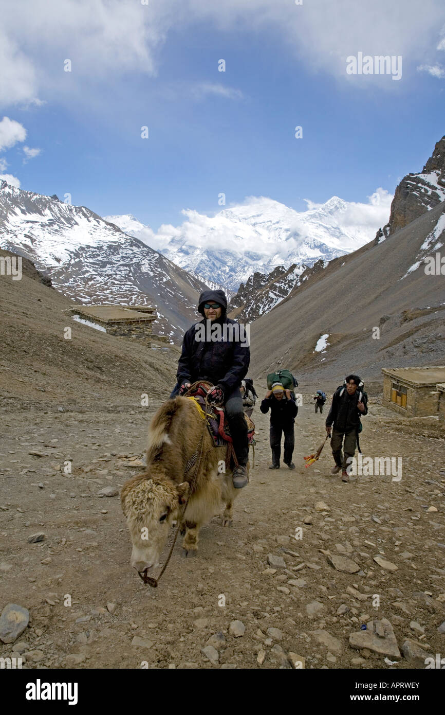 Yak mit einem kranken Trekker. Thorung Phedi Hochlager (4925m). Annapurna Circuit Trek. Nepal Stockfoto