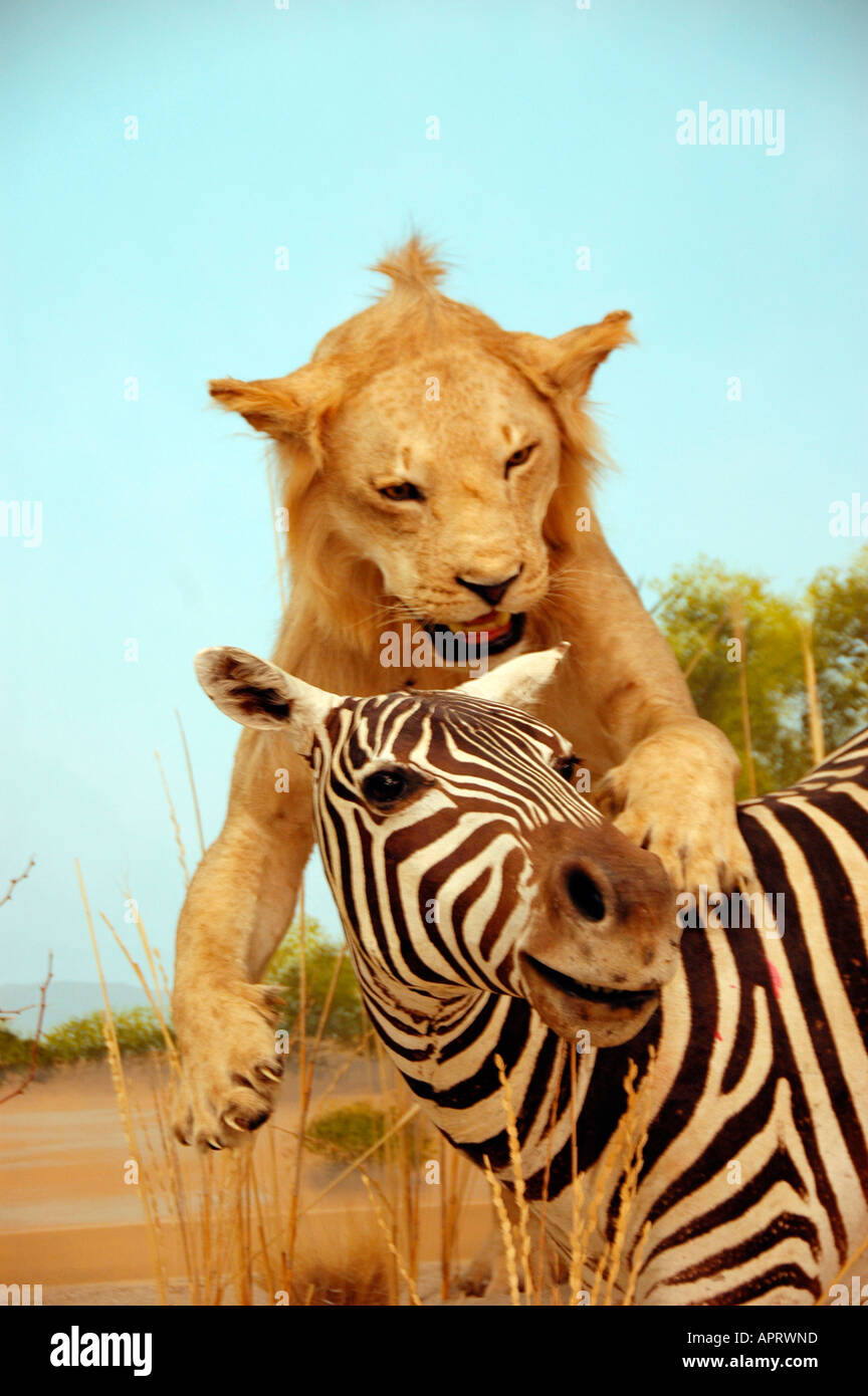 Afrikanischer Löwe angreifenden Grants Zebra Tier Sudan ausgestopft im Museum in Utah USA Nordamerika Stockfoto
