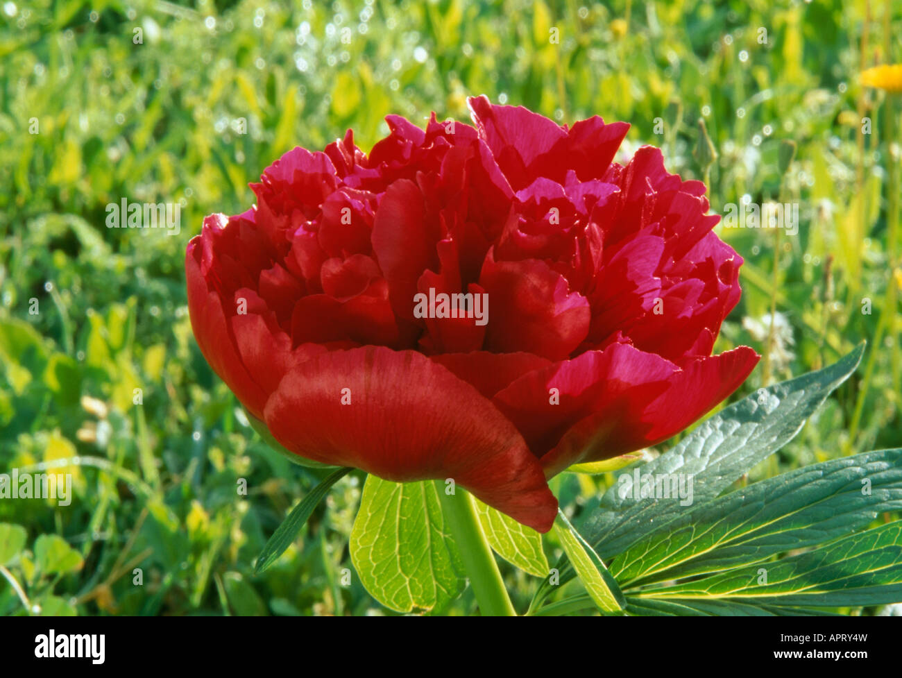 Paeonia Lactiflora rötlich lila Blütenblätter und schillernde Leidenschaft petaloids Stockfoto