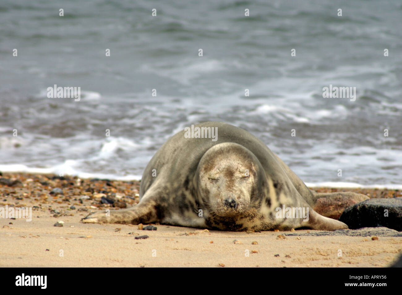 Graue Dichtung Halichoerus Grypus eingeschlafen Stockfoto Graue Dichtung Halichoerus Grypus eingeschlafen Stockfoto