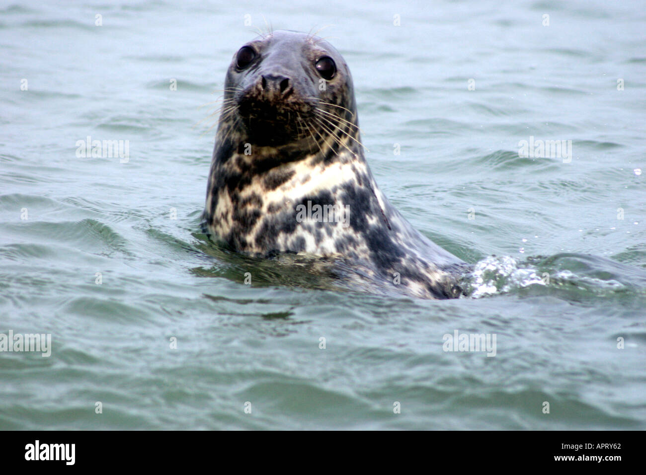 Graue Dichtung Halichoerus Grypus Blick in die Kamera Stockfoto Graue Dichtung Halichoerus Grypus Blick in die Kamera Stockfoto