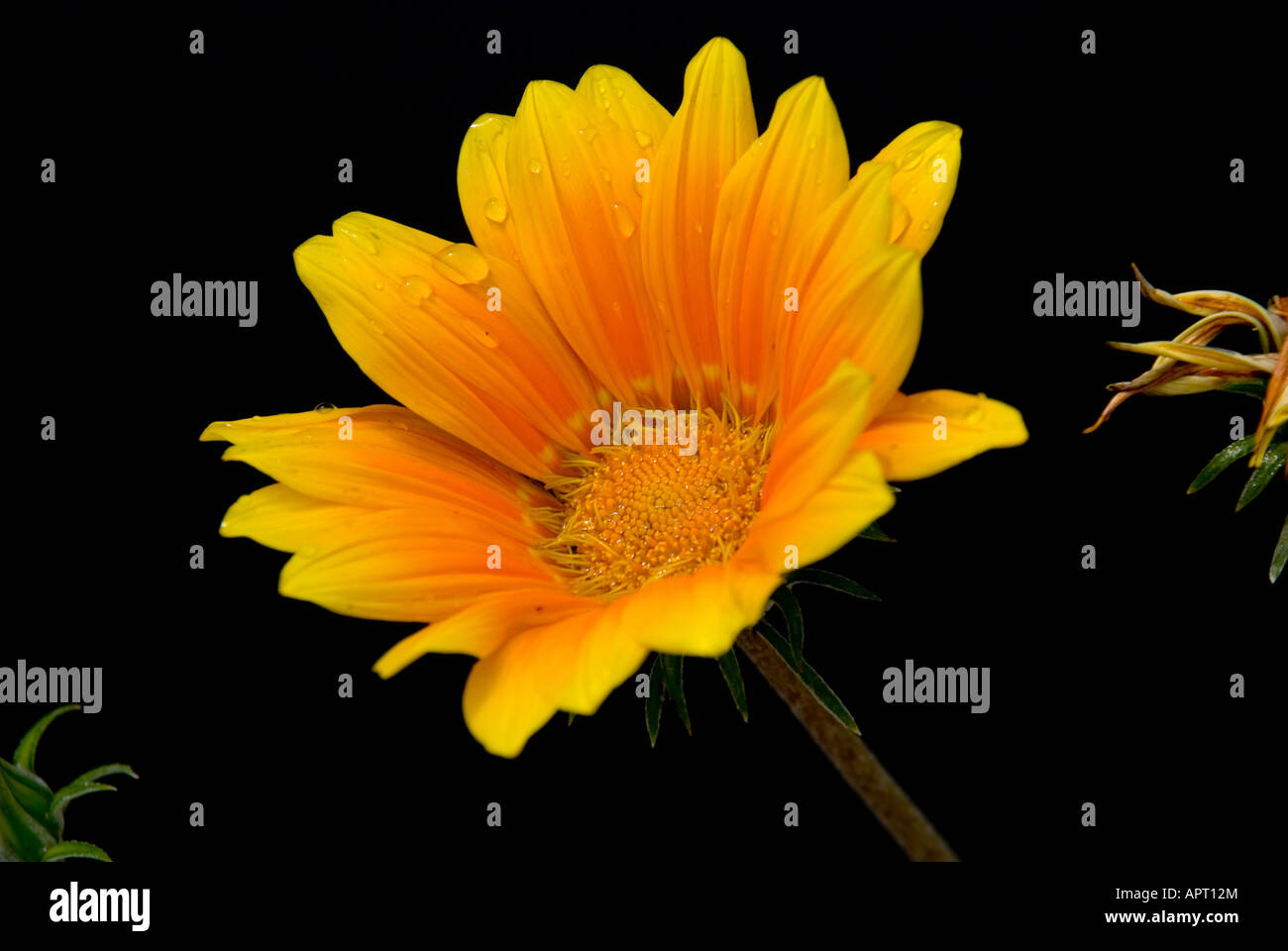 Makro von einem Gerber Daisy mit Wassertropfen Stockfoto