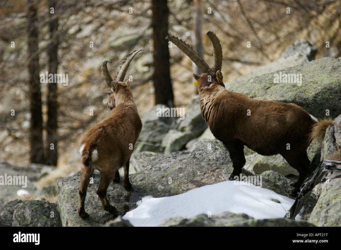 Hörner Ziege in den Gran Paradiso, ital Stockfoto