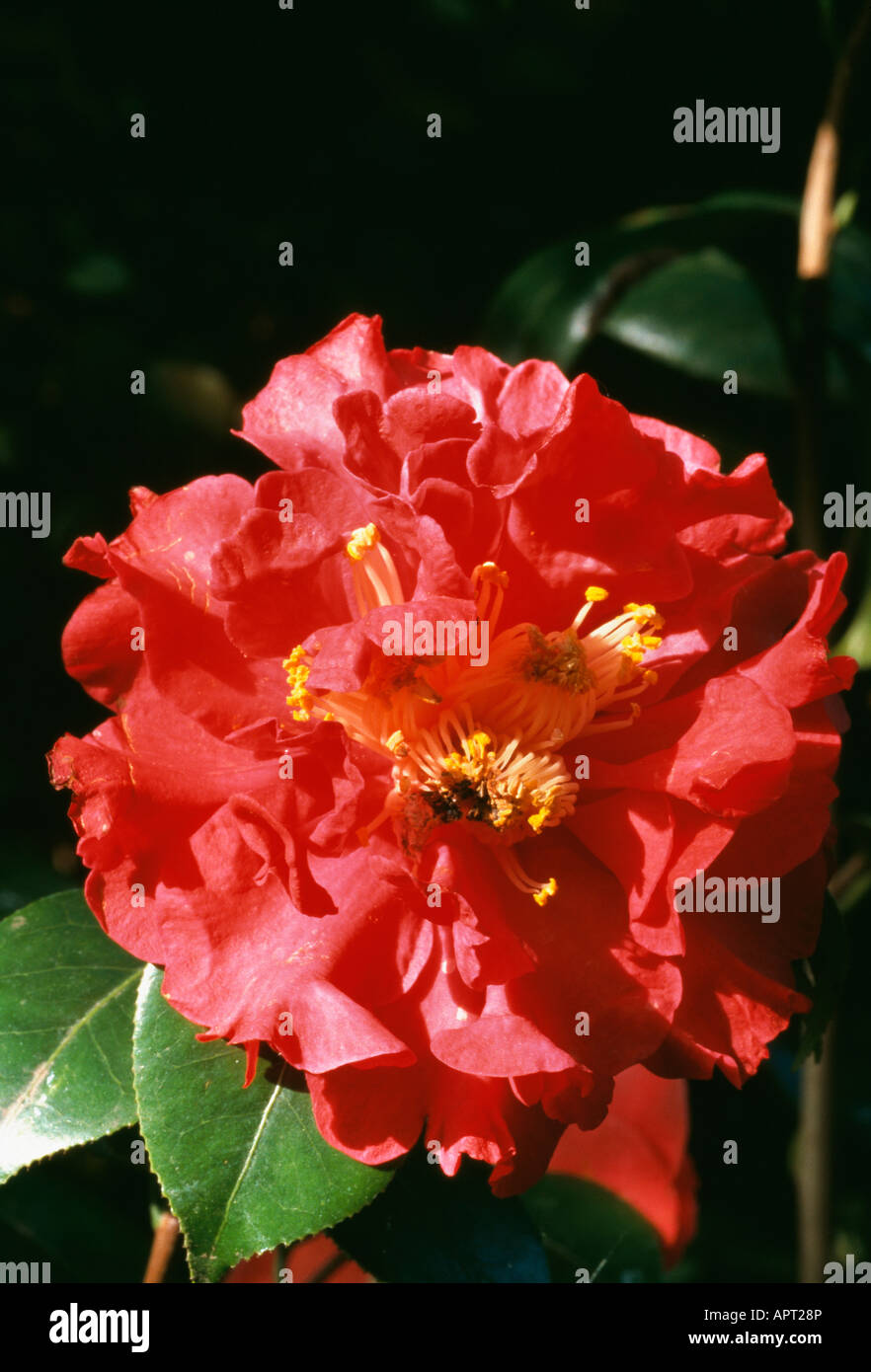 Camellia Japonica rot charmant mit Rüschen Stockfoto