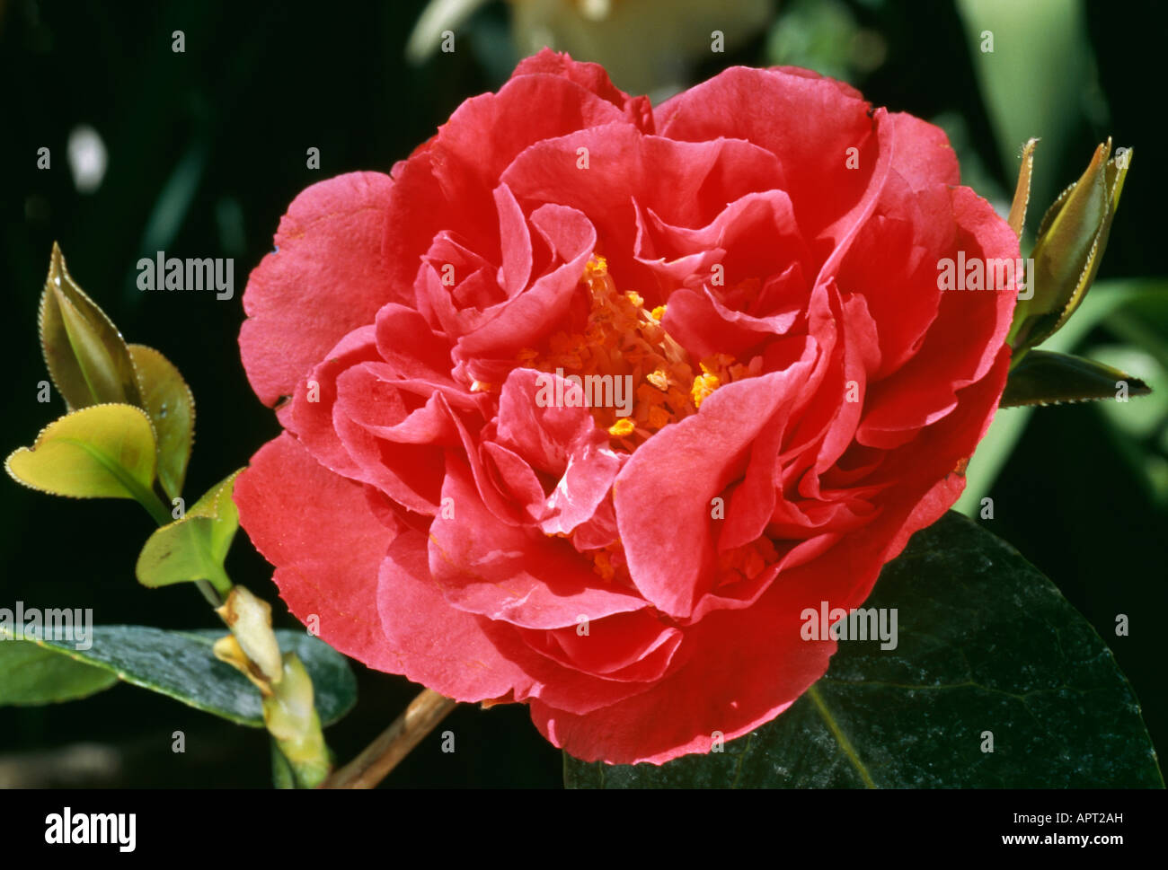 Camellia Japonica rote Eleganz und Verführung Stockfoto