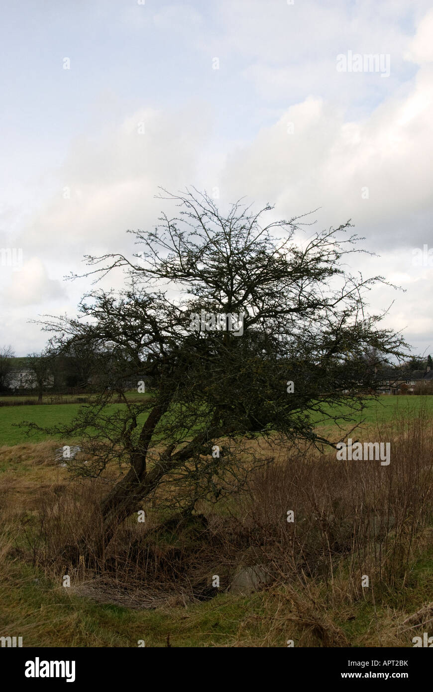 vom Wind verwehten Kleinbaum Stockfoto
