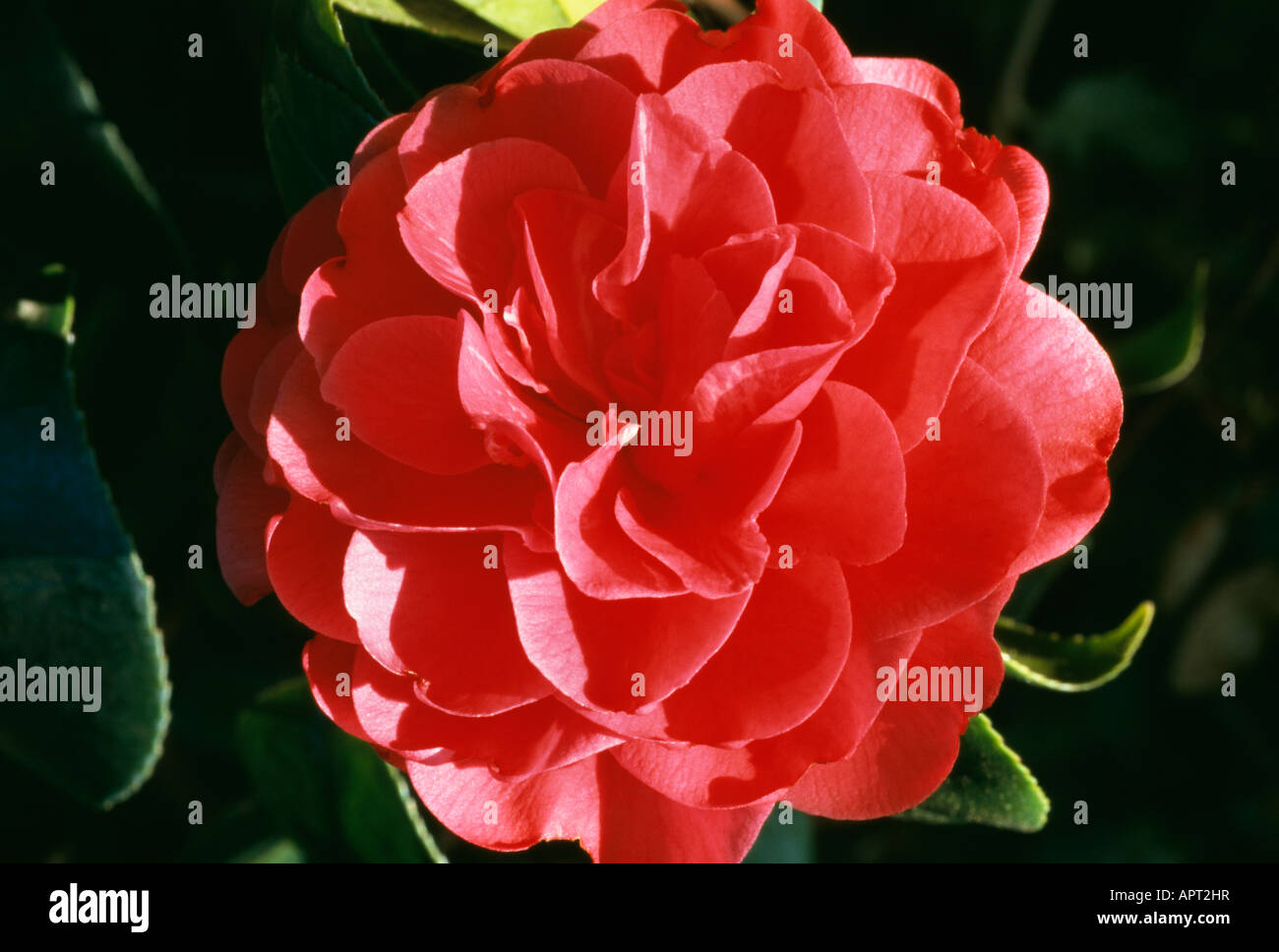 Camellia Japonica rot Ornemental Perfektion Stockfoto