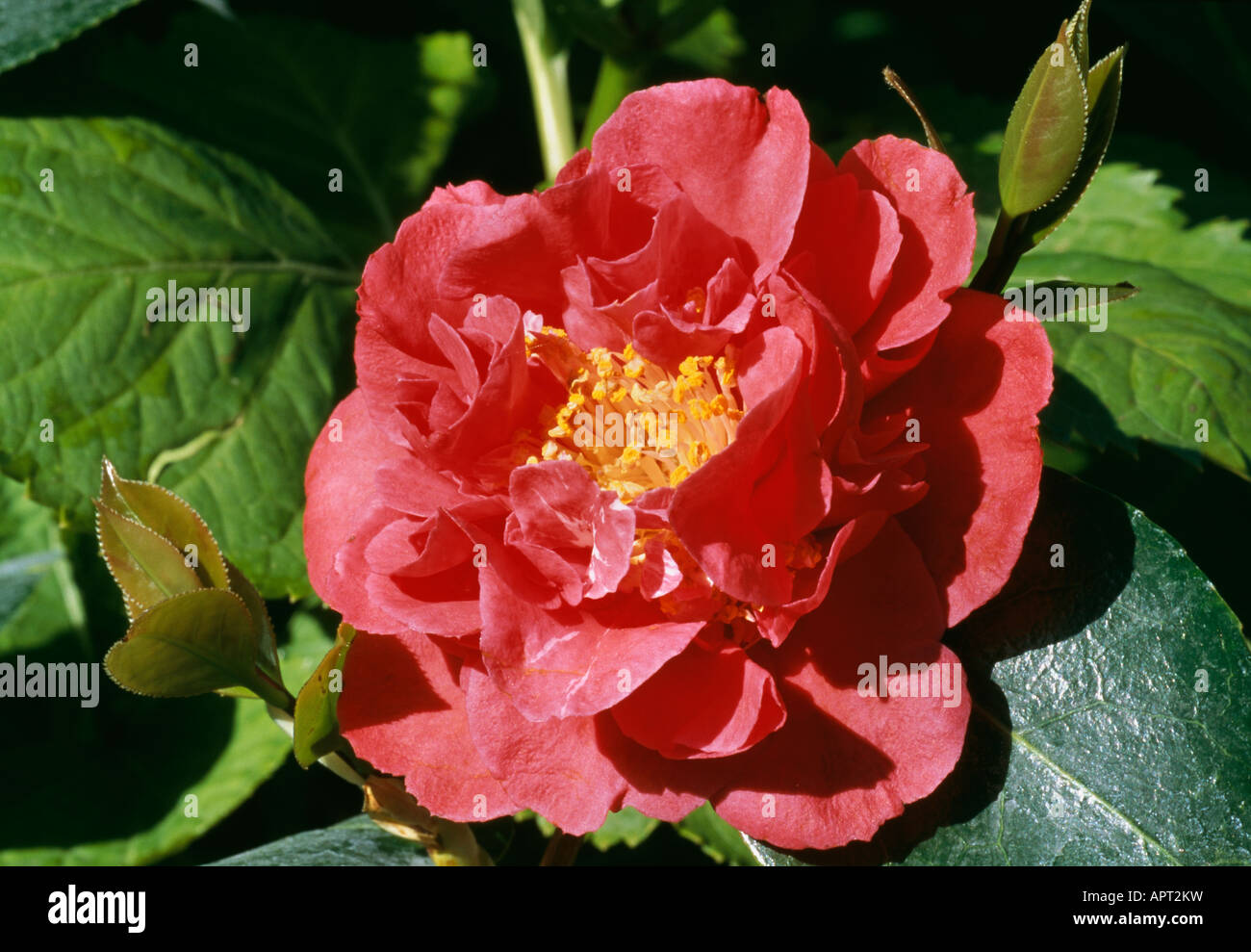 Camellia Japonica rot doppelt attraktiv zuversichtlich Stockfoto