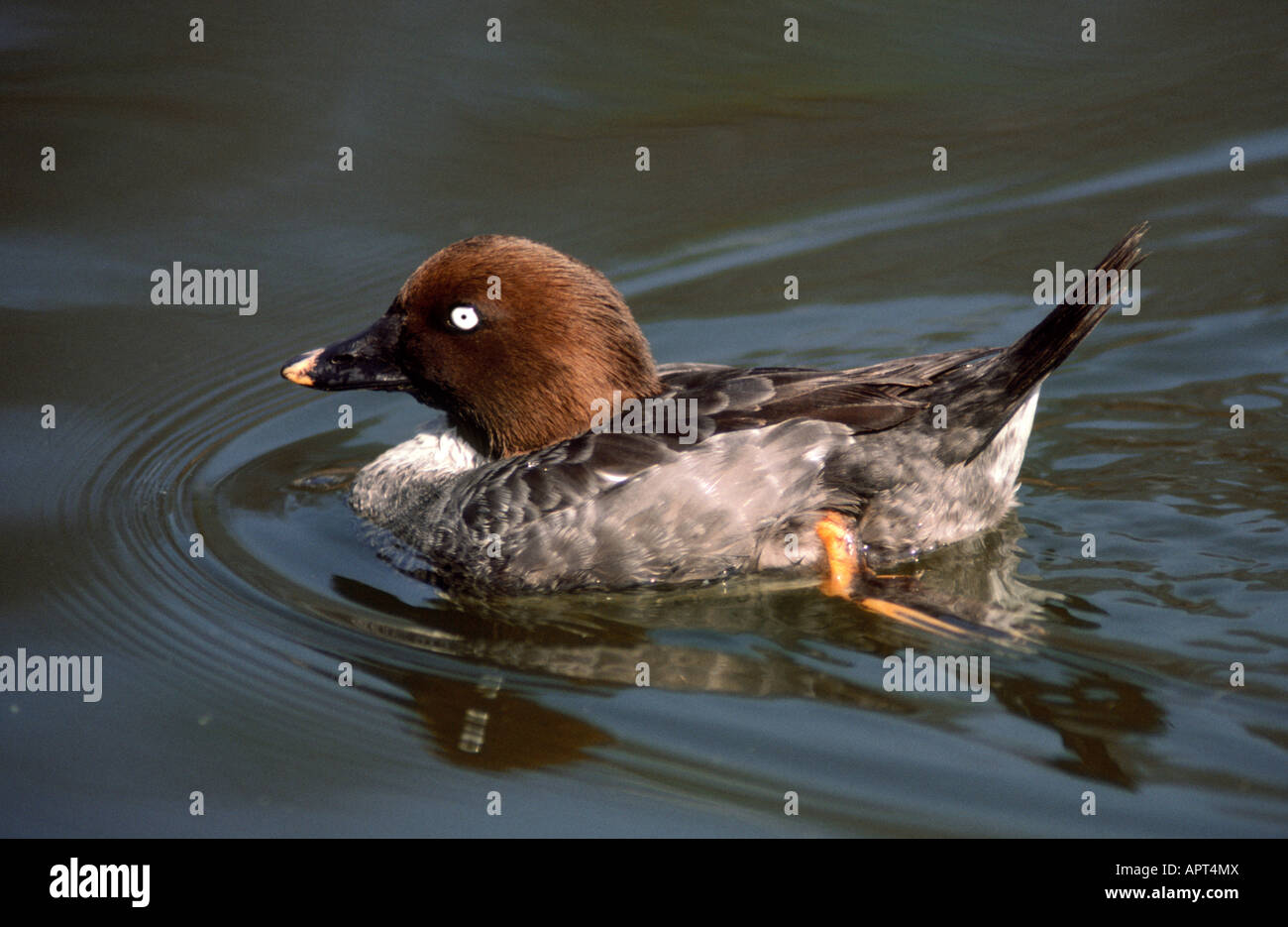 Barrows Goldeneye Bucephala islandica Stockfoto