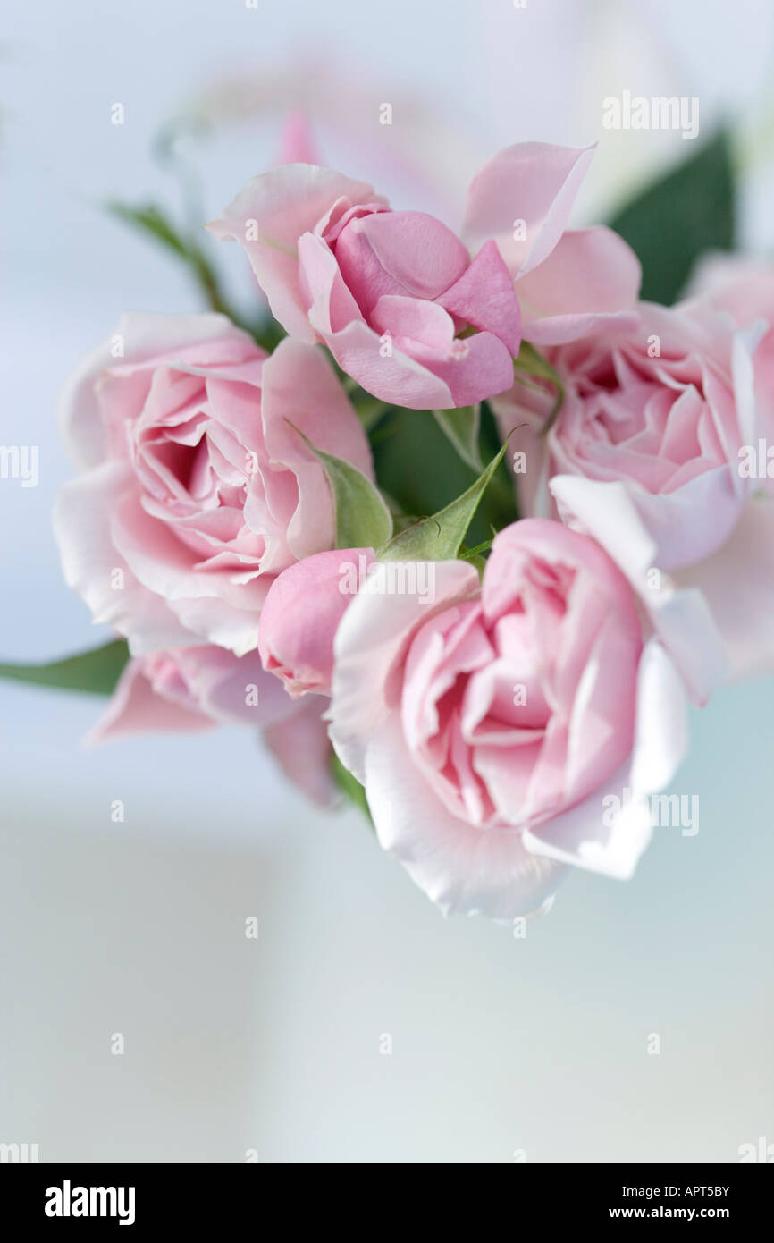 Nahaufnahme von rosa Rosen Stockfoto