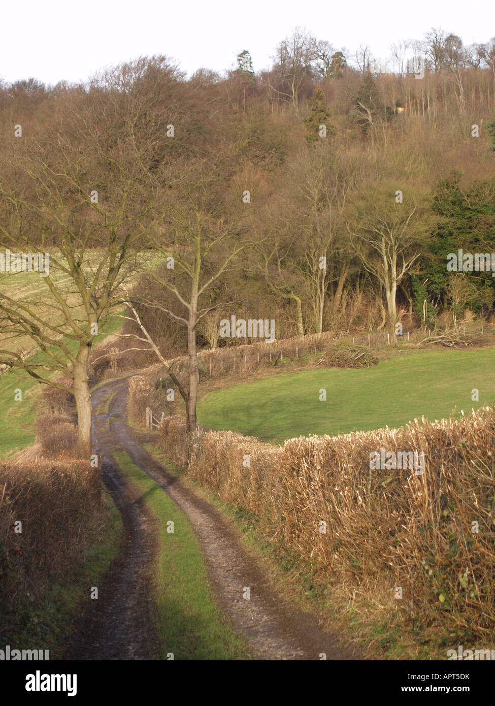 Baum-Niederwald beschnitten am Straßenrand Schutz Hecke Stockfoto