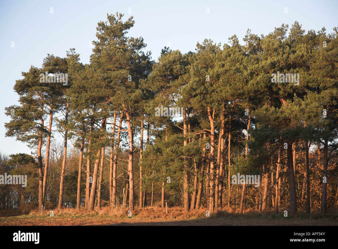 Nadelbäume von Suffolk Sandlings Butley, Suffolk, England Stockfoto