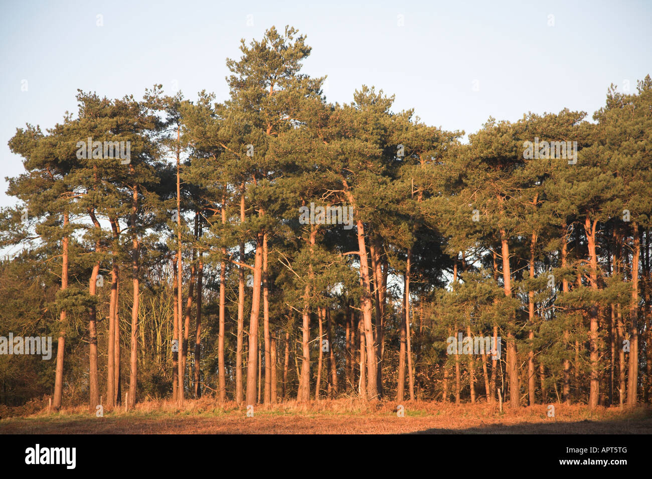 Nadelbäume von Suffolk Sandlings Butley, Suffolk, England Stockfoto
