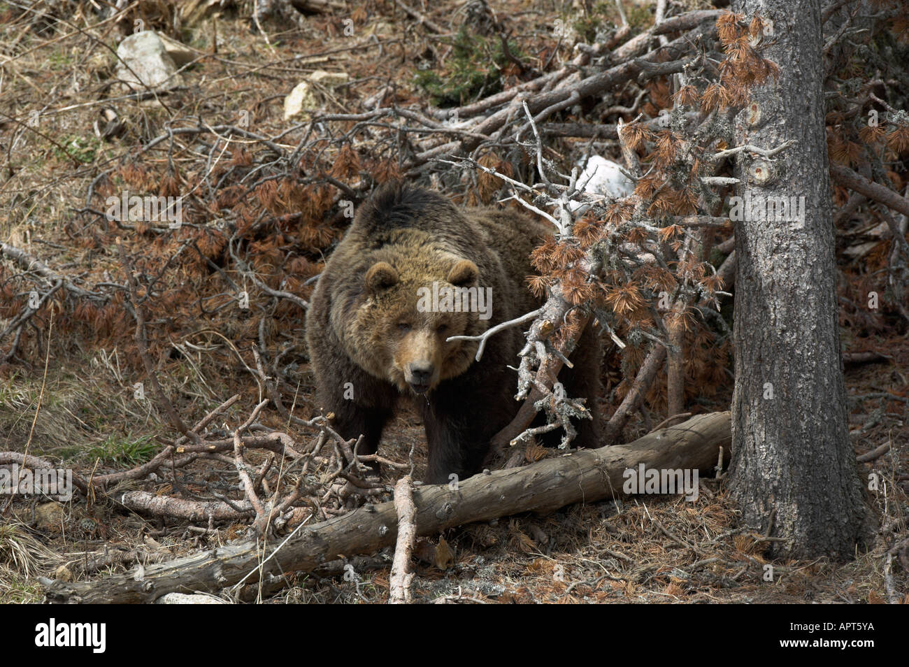 Europäische Bär (Ursus Arctos), Gefangene Tier. Ersten Frühling Tätigkeit nach dem Winterschlaf. Stockfoto